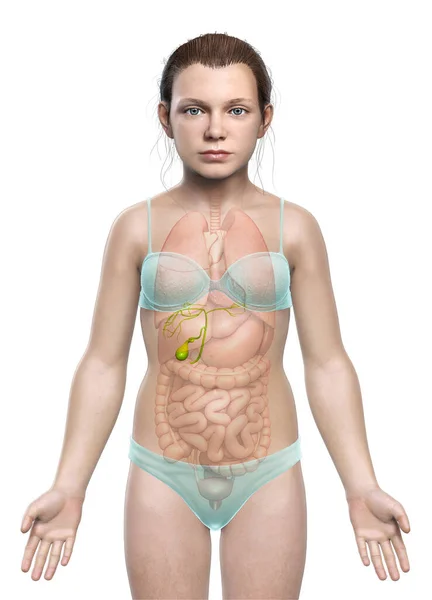 Medisch Nauwkeurige Illustratie Van Jong Meisje Orgels Galblaas Anatomie — Stockfoto