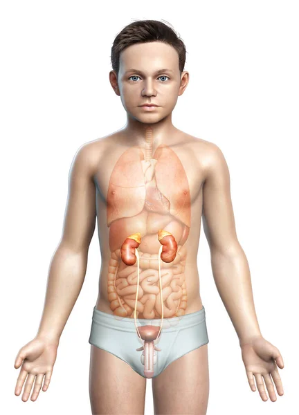 Rendered Medically Accurate Illustration Young Boy Kidneys Anatomy — Stock Photo, Image