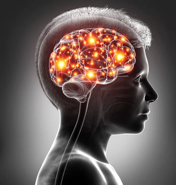 Візуалізована Медично Точна Ілюстрація Активного Мозку Молодого Хлопчика — стокове фото