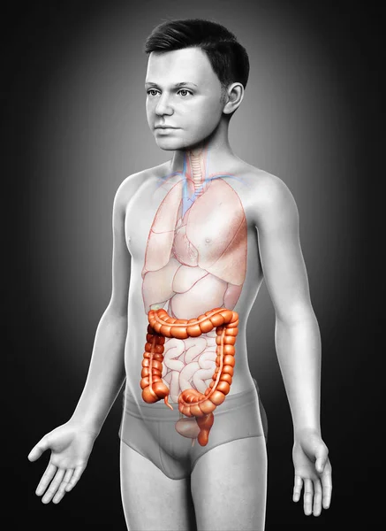 Vykreslené Lékařsky Přesné Ilustrace Chlapecké Tlustého Střeva Anatomie — Stock fotografie
