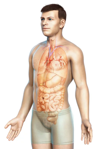 Ilustrace Larynx Trachea Bronchi Část Dýchacího Ústrojí — Stock fotografie