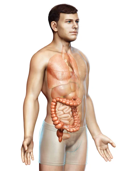 Reso Illustrazione Clinicamente Accurata Dell Anatomia Dell Intestino Crasso Maschile — Foto Stock