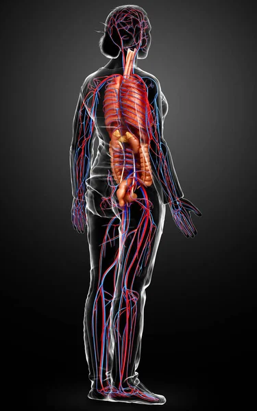 Renderizado Ilustração Medicamente Precisa Sistema Circulatório Feminino Órgãos Internos — Fotografia de Stock
