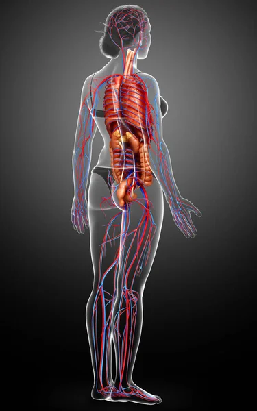 3D对女性内脏器官和循环系统进行了准确的医学描述 — 图库照片