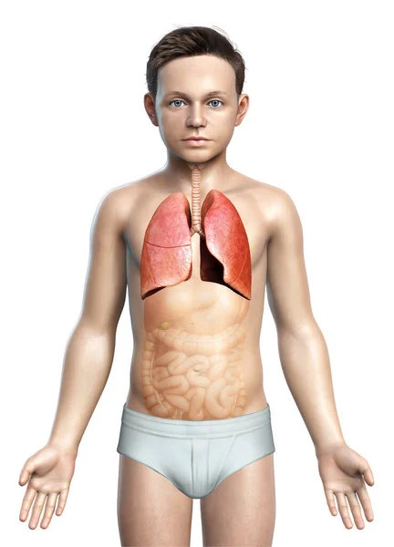 Renderizado Ilustração Medicamente Precisa Menino Anatomia Pulmonar — Fotografia de Stock