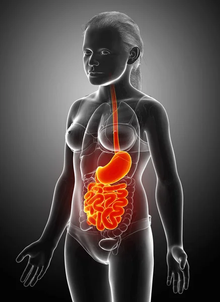 Renderizado Ilustración Médicamente Precisa Estómago Niña Intestino Delgado —  Fotos de Stock