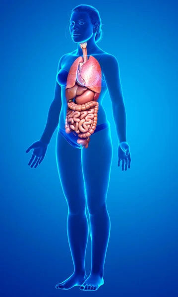 3d rendered medically accurate illustration of female Internal organs