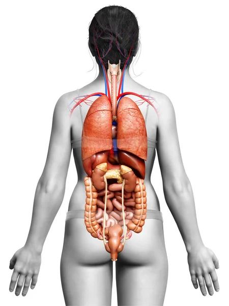 Medisch Nauwkeurige Illustratie Van Vrouwelijke Inwendige Organen — Stockfoto