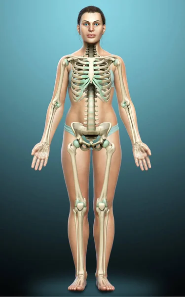 Візуалізація Медично Точна Ілюстрація Жіночої Скелетної Системи — стокове фото