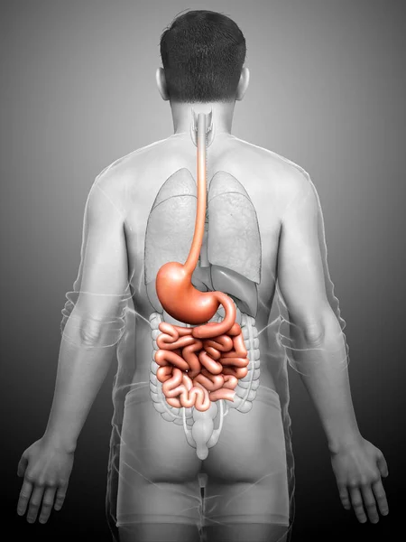 Renderizado Ilustração Medicamente Precisa Estômago Masculino Intestino Delgado — Fotografia de Stock