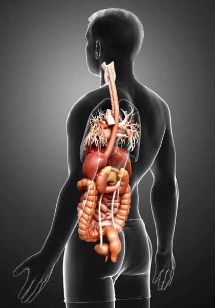 Reso Illustrazione Clinicamente Accurata Maschio Digestive Syste — Foto Stock