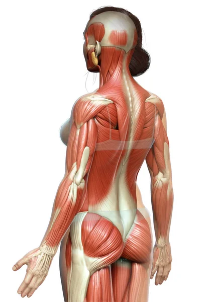 3Dは女性の筋肉システムの医学的に正確なイラストをレンダリングしました — ストック写真