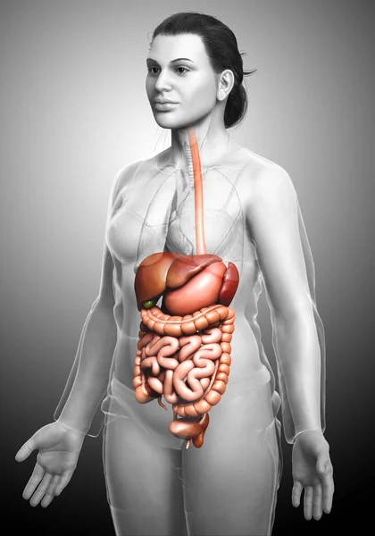 Оказана Медицинская Точная Иллюстрация Женской Пищеварительной Системы — стоковое фото