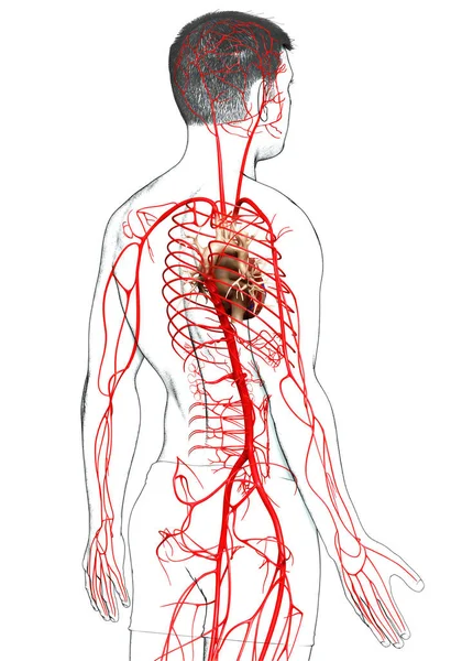 Gjorde Medicinskt Korrekt Illustration Manliga Artärer — Stockfoto