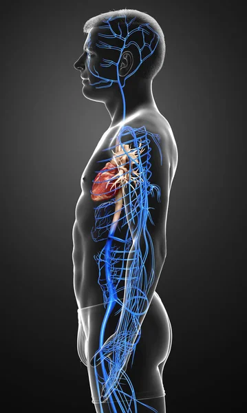 Gerenderte Medizinisch Korrekte Darstellung Einer Männlichen Venenanatomie — Stockfoto