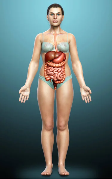 Rendered Medically Accurate Illustration Female Digestive System — Stock Photo, Image
