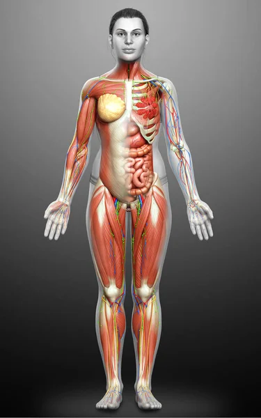 3d rendered medically accurate of the female anatomy