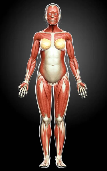 Renderizado Ilustración Médicamente Precisa Sistema Muscular Femenino — Foto de Stock