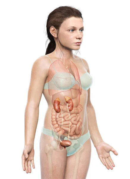 Weergegeven Medisch Nauwkeurige Illustratie Van Het Jonge Meisje Nieren Anatoom — Stockfoto
