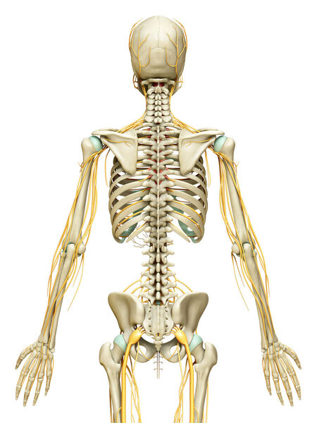 3d rendered medically accurate illustration of the nervous system and skeleton system