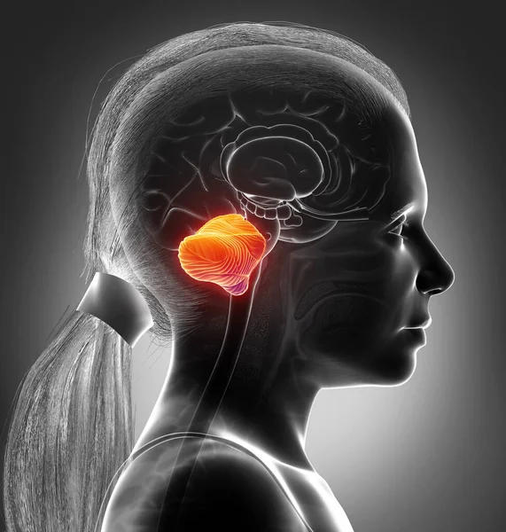 Rendered Medically Accurate Illustration Young Girl Cerebellum — Stock Photo, Image