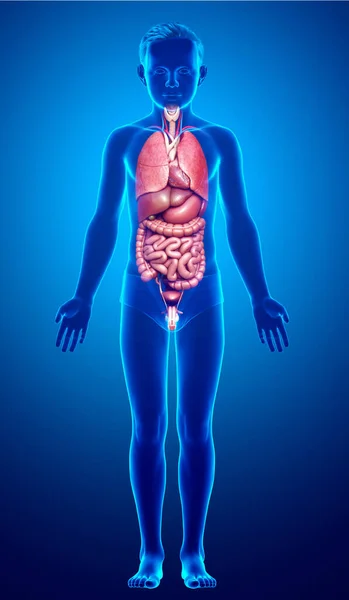 Rendered Medically Accurate Illustration Boy Internal Organs — Stock Photo, Image