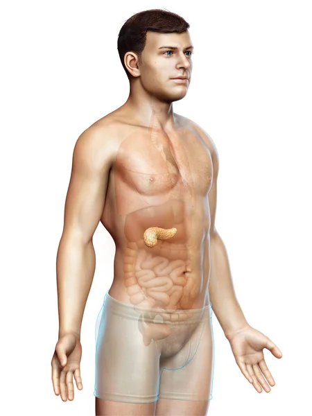 Återgiven Medicinskt Korrekt Illustration Manlig Bukspottkörtel — Stockfoto
