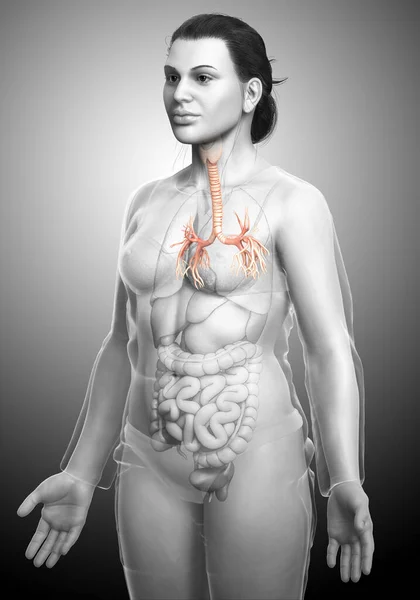 Ilustración Laringe Trachea Bronchi Parte Del Sistema Respiratorio — Foto de Stock