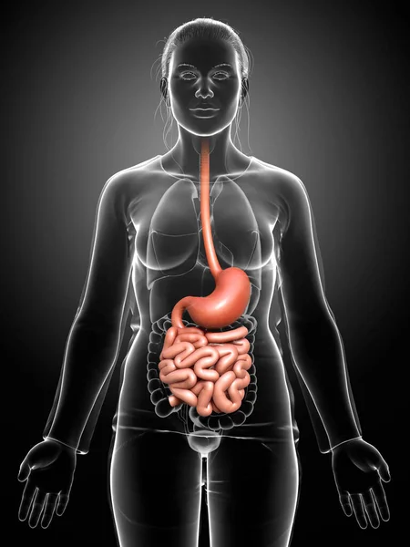 Återges Medicinskt Korrekt Illustration Kvinnlig Mage Och Tunntarm — Stockfoto