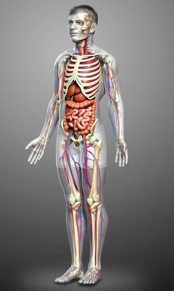 Rendu Illustration Médicalement Exacte Des Organes Internes Masculins Squelette Système — Photo