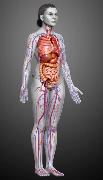 Оказана Медицинская Точная Иллюстрация Женских Внутренних Органов Кровеносной Системы — стоковое фото