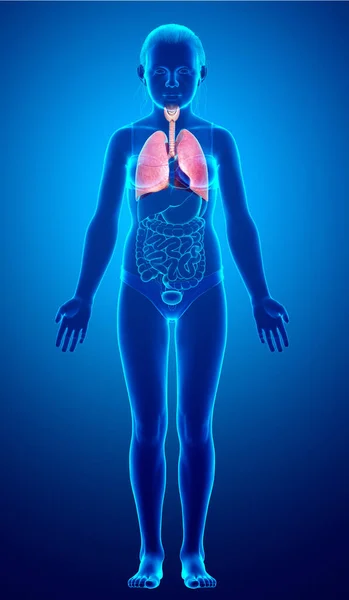 Weergegeven Medisch Nauwkeurige Illustratie Van Een Jong Meisje Long Anatomie — Stockfoto