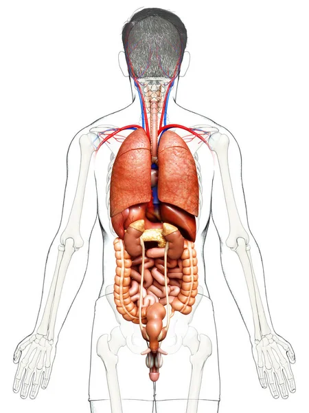 Renderizado Ilustración Médicamente Precisa Órganos Internos — Foto de Stock