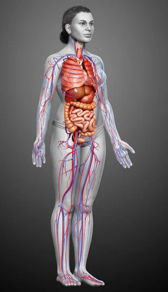 Тривимірна Медично Точна Ілюстрація Жіночої Системи Кровообігу Внутрішніх Органів — стокове фото