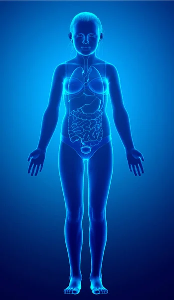 Gerenderte Medizinisch Korrekte Darstellung Der Inneren Organe Des Mädchens — Stockfoto