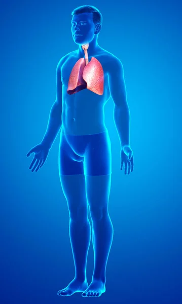 Ilustrație Precisă Din Punct Vedere Medical Unei Anatomii Pulmonare Masculine — Fotografie, imagine de stoc