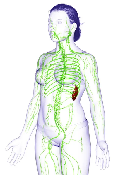 Оказана Медицинская Точная Иллюстрация Женской Лимфатической Системы — стоковое фото