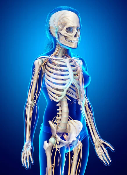 Gerenderte Medizinisch Genaue Illustration Eines Jungen Mädchens Nervensystem Und Skelettsystem — Stockfoto