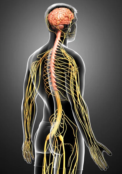 3D, bir erkek sinir sisteminin tıbbi olarak doğru bir gösterimi.