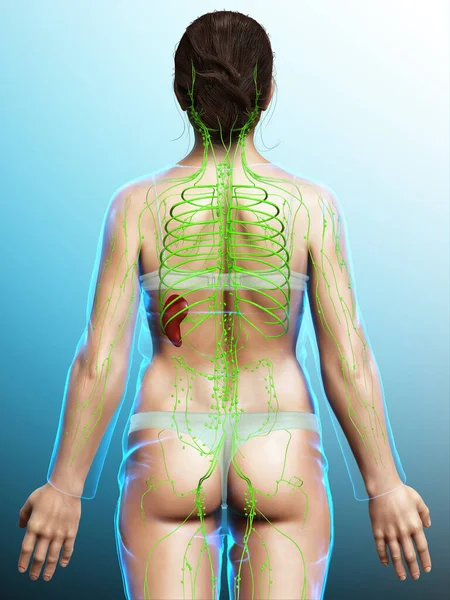 Tıbbi Olarak Bir Kadın Lenf Sisteminin Doğru Bir Çizimi — Stok fotoğraf