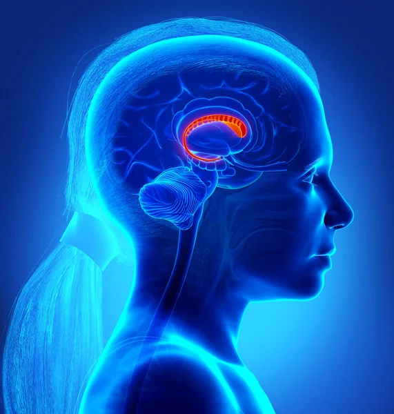 Rendered Medically Accurate Illustration Young Girl Brains Anatomy Caudate Nucleus — Stock Photo, Image