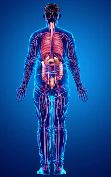 Renderizado Ilustração Medicamente Precisa Sistema Circulatório Masculino Órgãos Internos — Fotografia de Stock