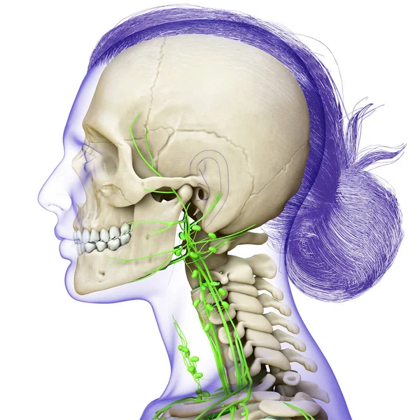 3Dは 女性の顔リンパ系と骨格系の医学的に正確なイラストをレンダリングしました — ストック写真