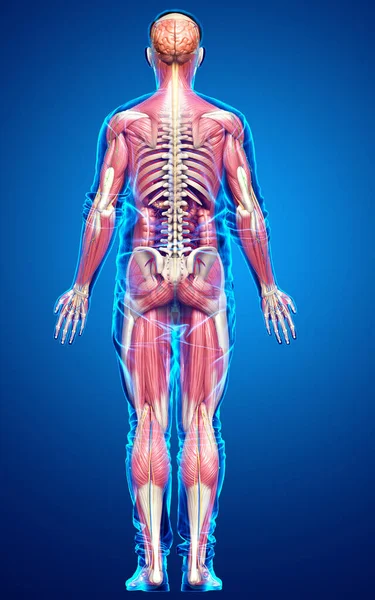 Hecho Médicamente Exacto Anatomía Masculina — Foto de Stock