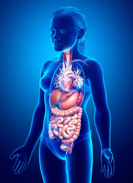 Rendered Medically Accurate Illustration Young Girl Digestive System — Stock Photo, Image