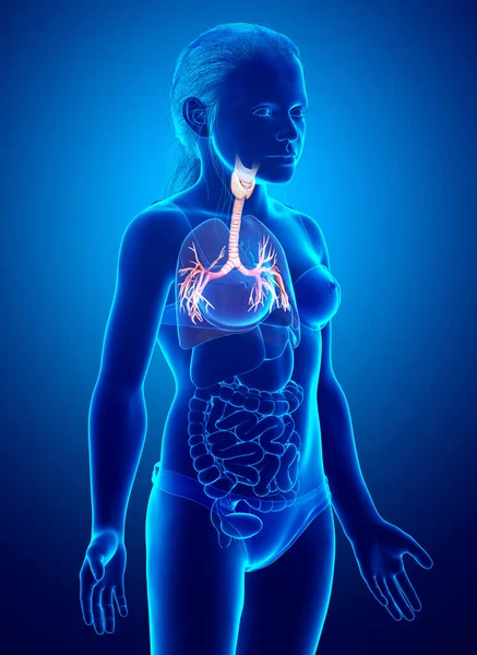 Illustrasjon Larynx Trachea Bronchi Del Respirasjonssystemet – stockfoto