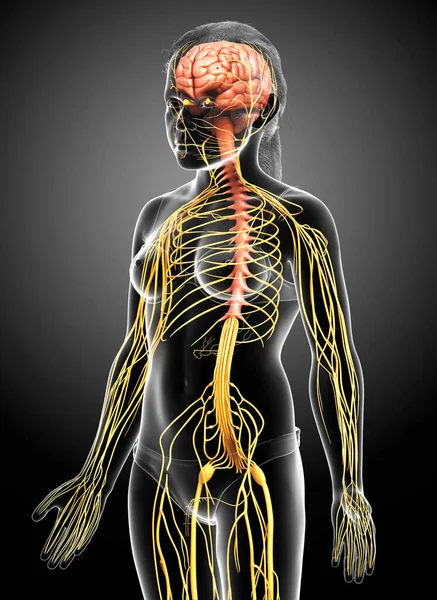 Gerenderte Medizinisch Korrekte Illustration Eines Jungen Mädchens Nervensystem — Stockfoto