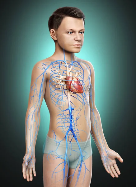 Renderowane Medycznie Dokładna Ilustracja Chłopca Żyły Anatomii — Zdjęcie stockowe