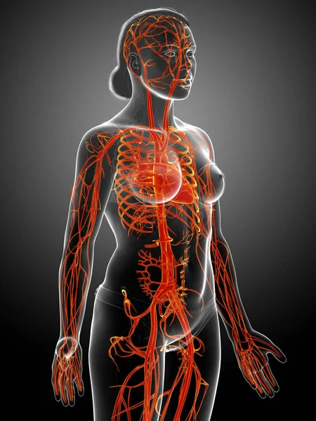 Reso Illustrazione Clinicamente Accurata Delle Arterie Femminili — Foto Stock