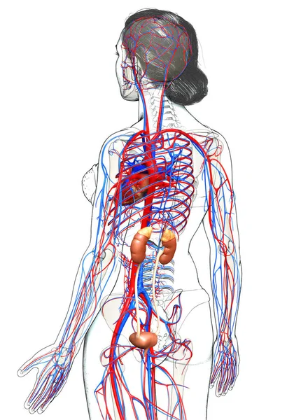 3Dレンダリング 女性の腎臓と循環器系の医学的に正確なイラスト — ストック写真